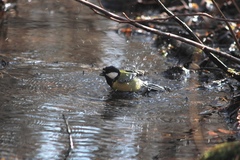 Parus major