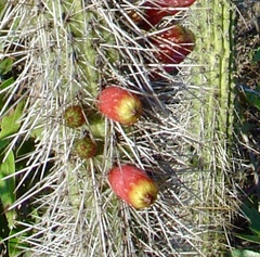 Cleistocactus candelilla