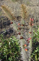 Cleistocactus candelilla