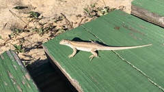 Liolaemus wiegmannii