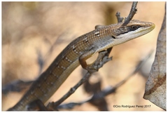 Gerrhonotus liocephalus