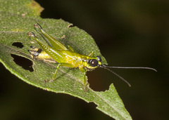 Proctolabinae