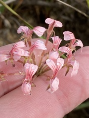Pelargonium gracillimum