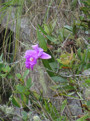Sobralia macrantha