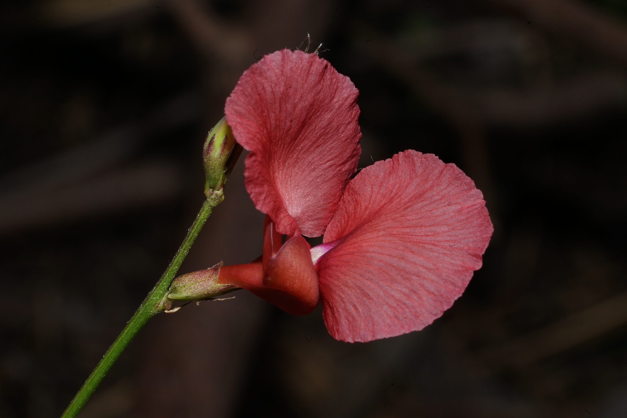 Macroptilium lathyroides