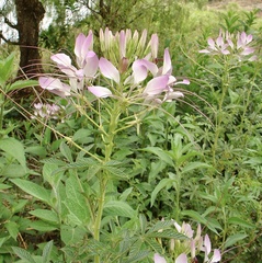 Cleome boliviensis