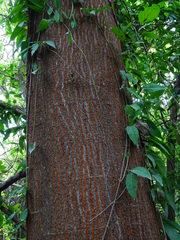 Enterolobium cyclocarpum