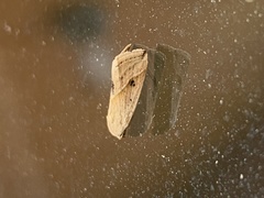 Micrathetis tecnion