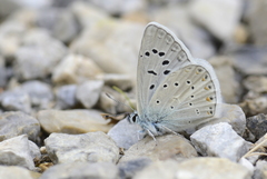 Polyommatus cornelia