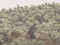 Geranoaetus melanoleucus
