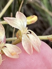 Pelargonium pillansii
