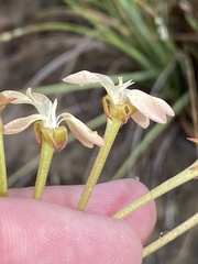 Pelargonium pillansii
