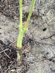 Pelargonium pillansii