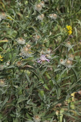 Centaurea trichocephala