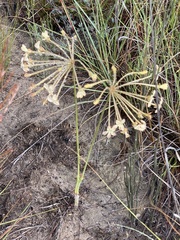 Pelargonium pillansii