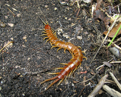 Scolopendra alternans