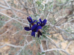 Psorothamnus fremontii