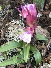 Anacamptis papilionacea grandiflora