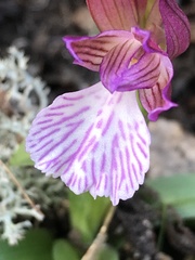 Anacamptis papilionacea grandiflora