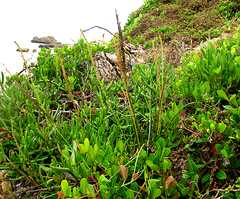 Triglochin elongata
