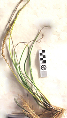 Triglochin elongata