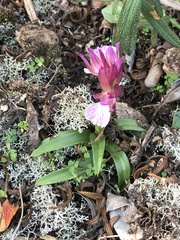 Anacamptis papilionacea grandiflora
