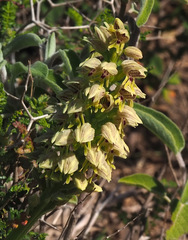 Orchis galilaea