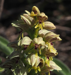 Orchis galilaea
