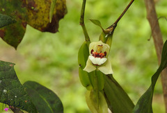 Coelogyne beccarii