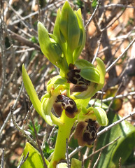 Ophrys umbilicata