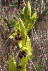Ophrys umbilicata