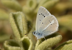 Polyommatus iphigenia