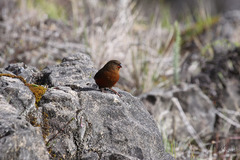 Oreostruthus fuliginosus