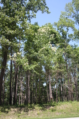 Castanea ozarkensis