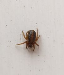 Hypsosinga sanguinea