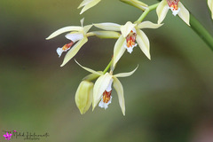 Coelogyne asperata