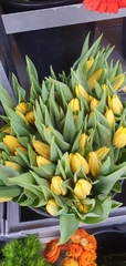 Tulipa