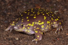 Hemisus guttatus