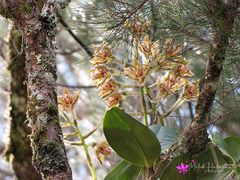Dendrobium finisterrae