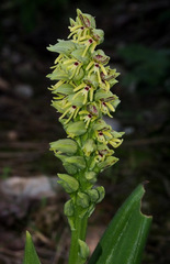 Orchis galilaea