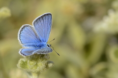 Polyommatus iphigenia