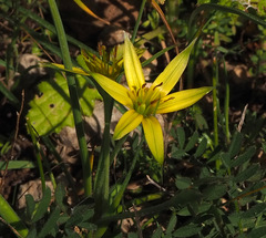 Gagea commutata
