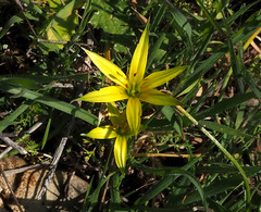Gagea commutata