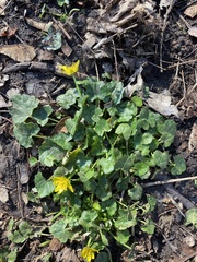 Ficaria verna