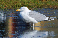 Larus argentatus