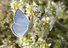 Polyommatus lycius