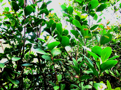 Acokanthera oppositifolia