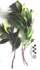 Acokanthera oppositifolia