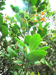 Acokanthera oppositifolia