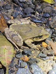 Platyplectrum fletcheri